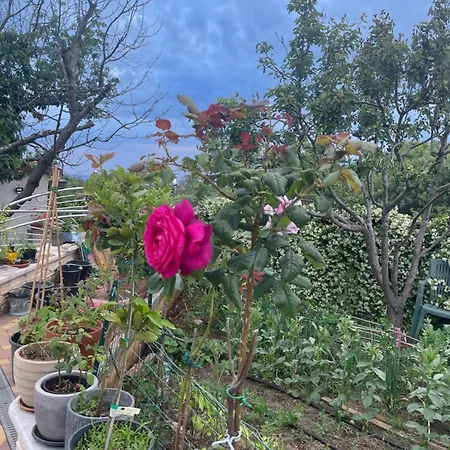 Kimberlly * Rovinjsko Selo